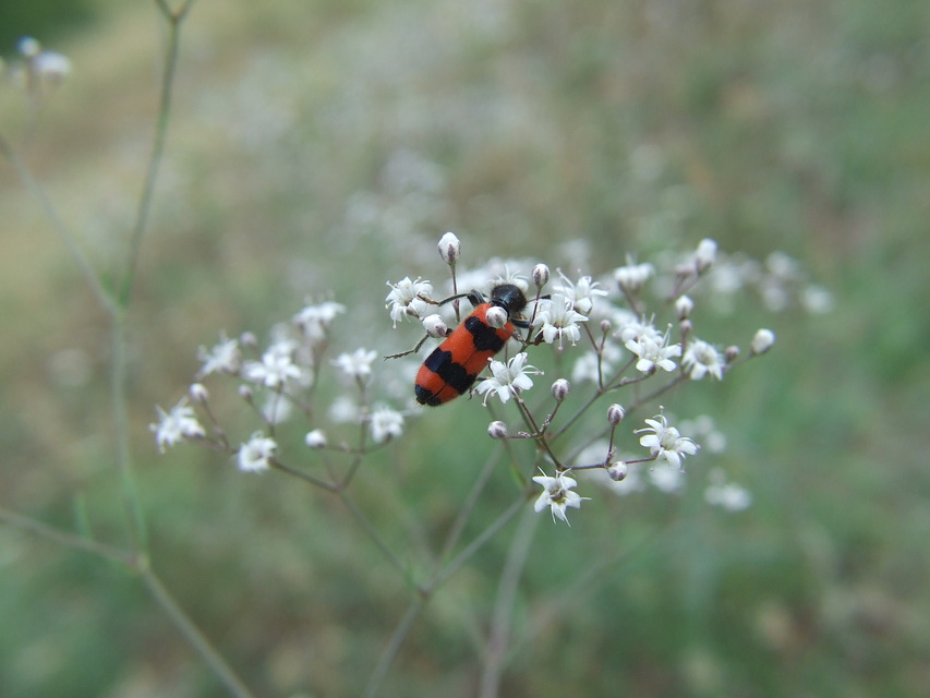 Trichodes apiarius - szalagos méhészbogár