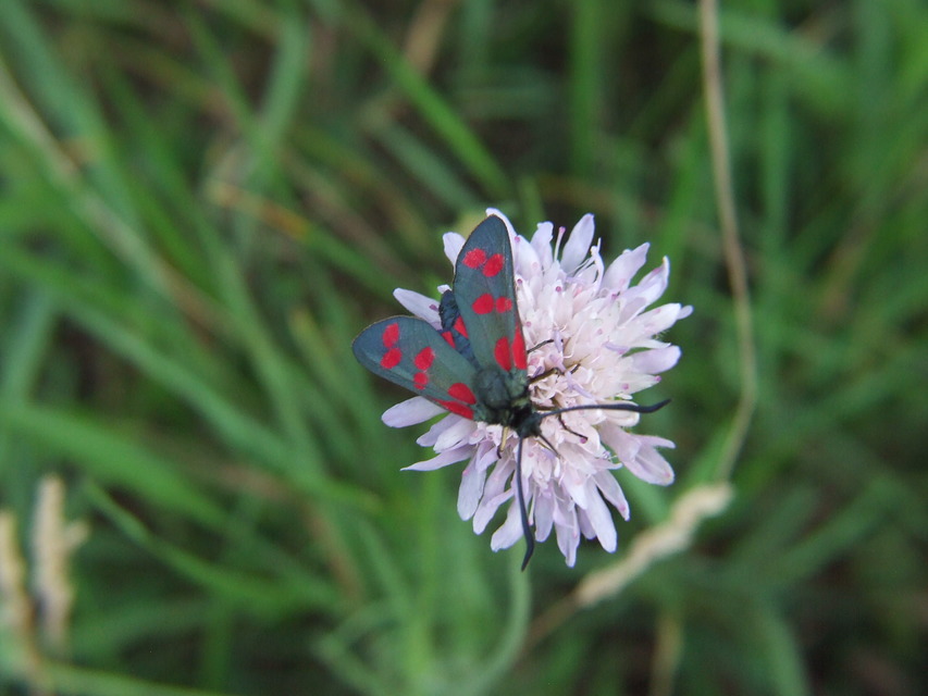Zygaena filipendulae - acélszínű csüngőlepke