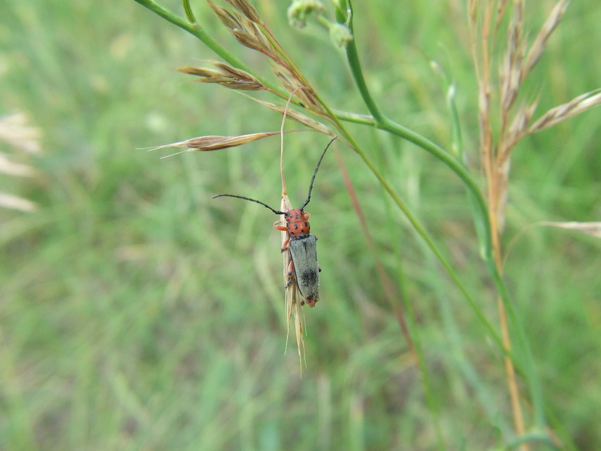 Phytoecia argus - árgusszemű cincér