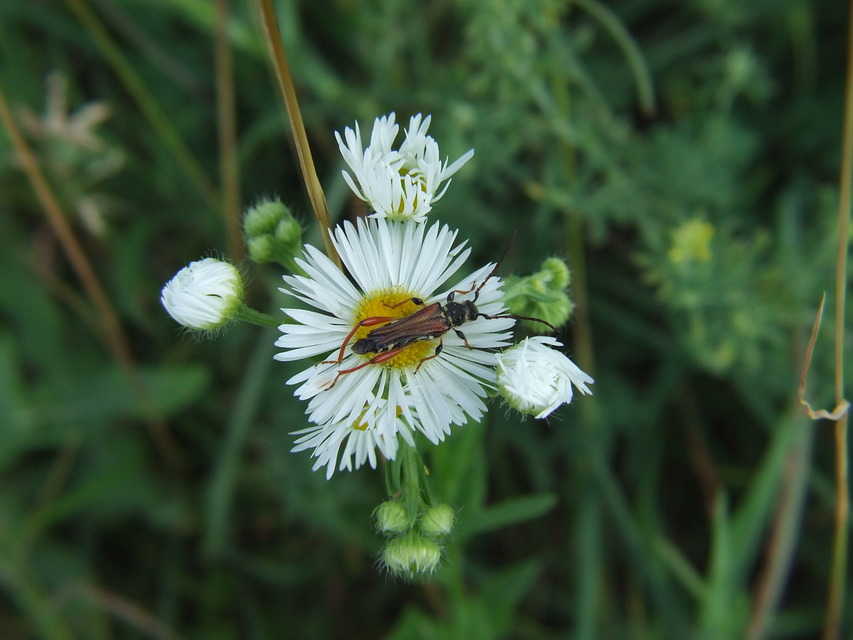 Stenopterus rufus - tarkacsápú keskenyfedőscincér