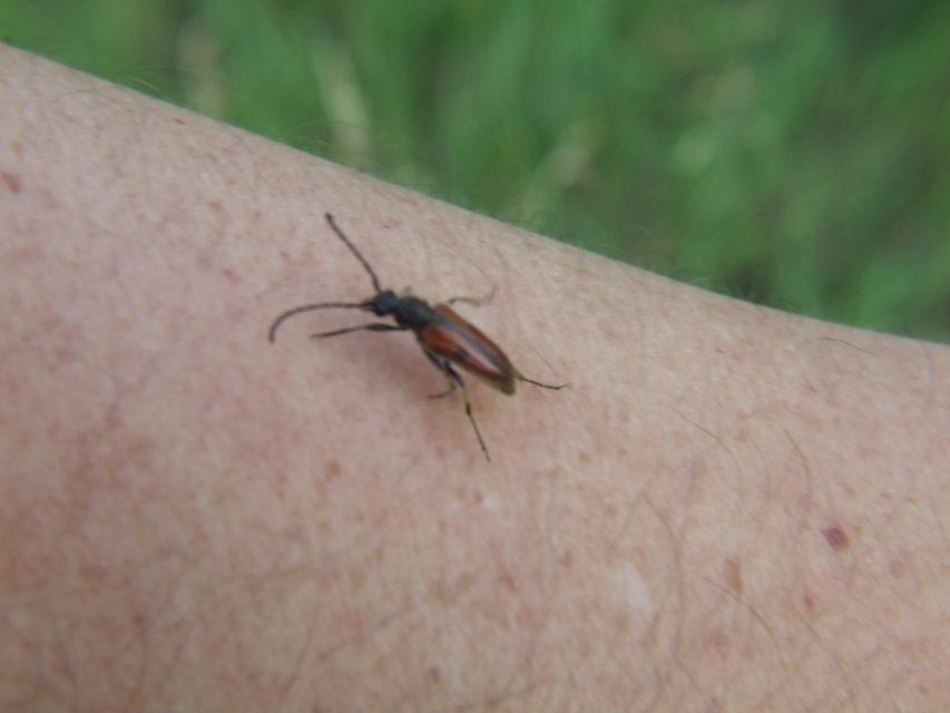 Vadonia unipunctata - kétpettyes virágcincér