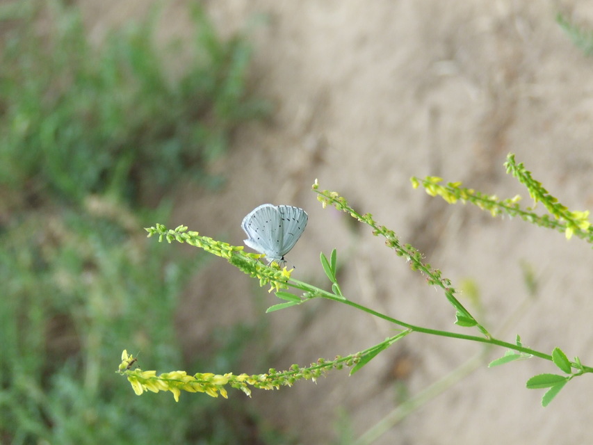 Celastrina argiolus - bengeboglárka