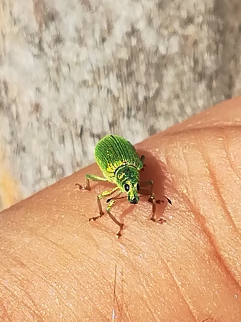 Polydrusus formosus - selymes lombormányos