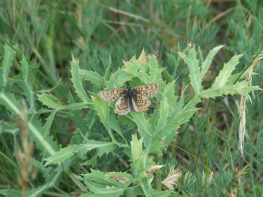 Melitaea cinxia - réti tarkalepke