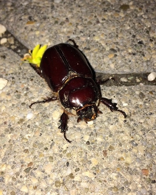 Oryctes nasicornis - orrszarvú bogár