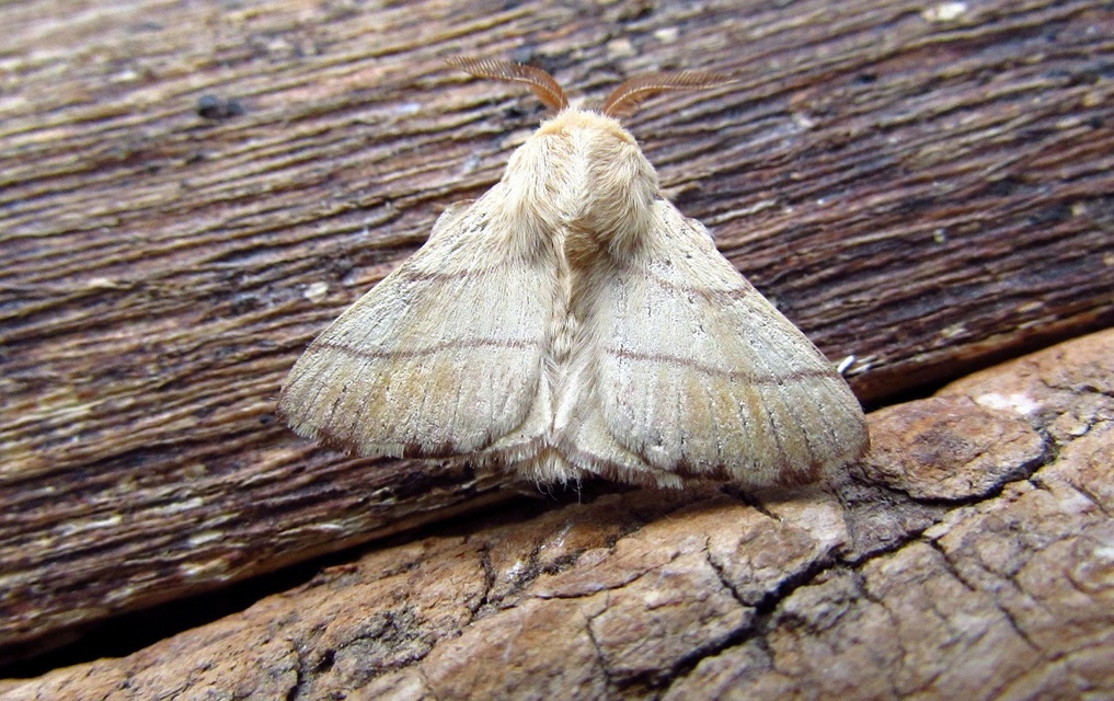 Malacosoma neustria - gyűrűsszövő