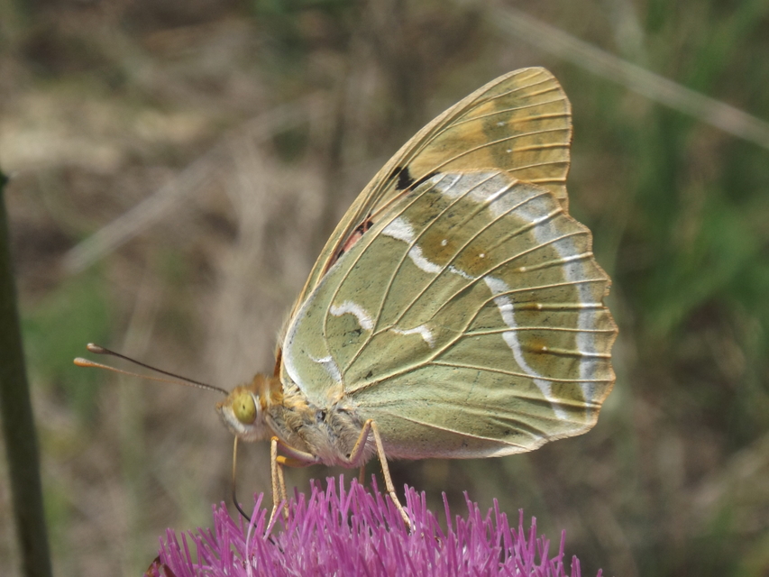 Argynnis pandora - zöldes gyöngyházlepke