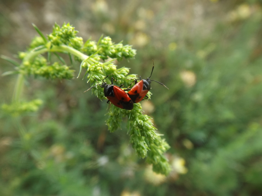 Deraeocoris rutilus - cinóber mezeipoloska