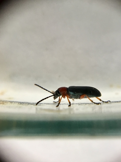 Oulema melanopus/duftschmidi