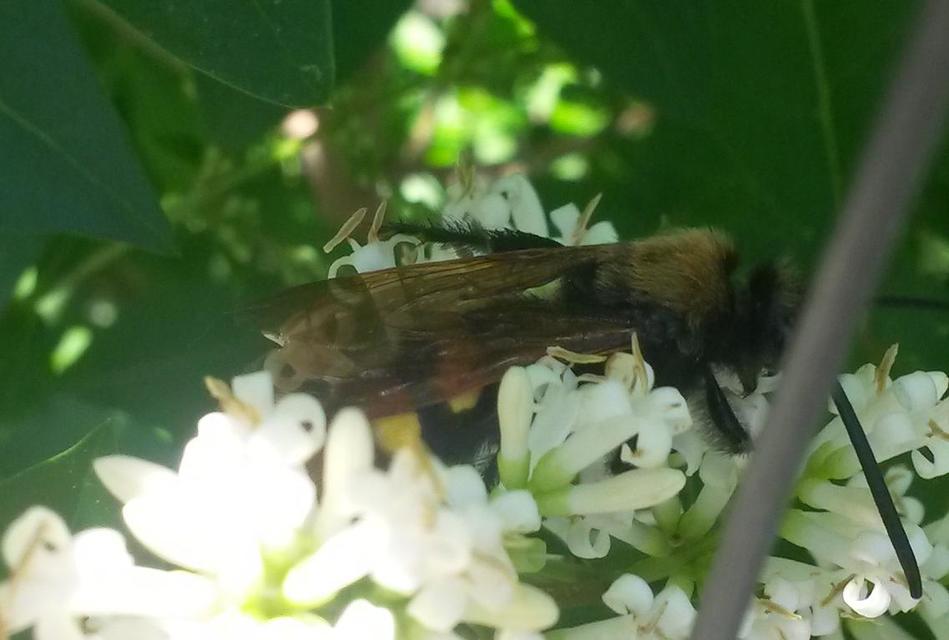 Megascolia maculata - óriás-tőrösdarázs
