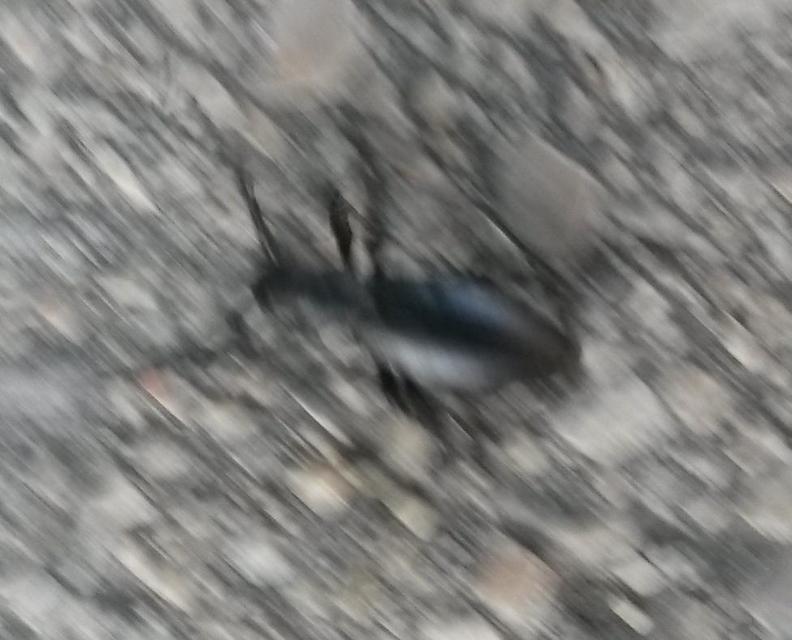 Dorcadion aethiops - fekete gyalogcincér