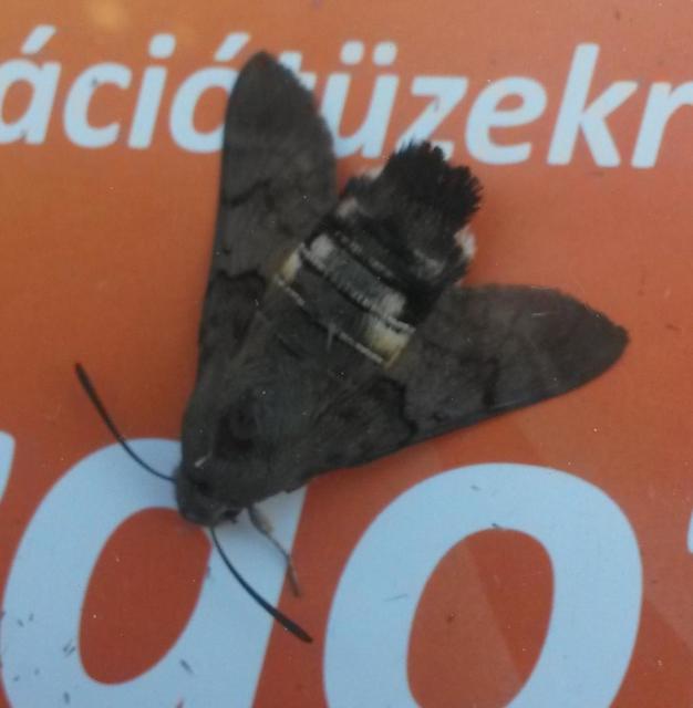 Macroglossum stellatarum - kacsafarkú szender