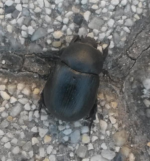 Pentodon idiota - butabogár