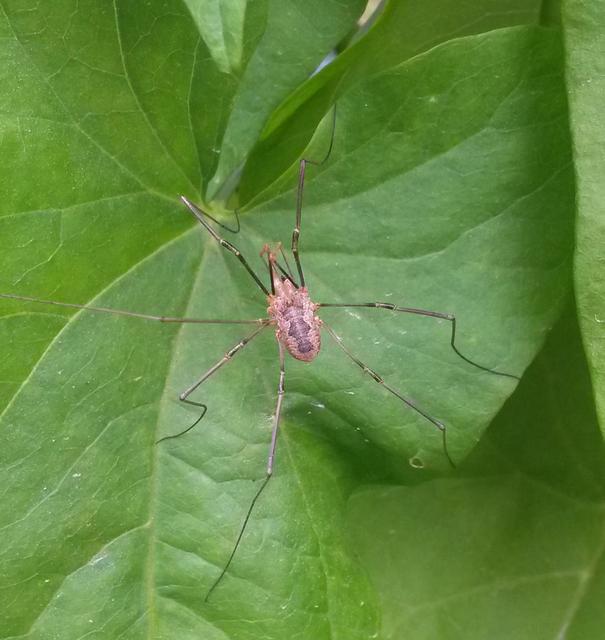 Phalangium opilio