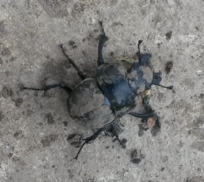 Lethrus apterus - nagyfejű csajkó
