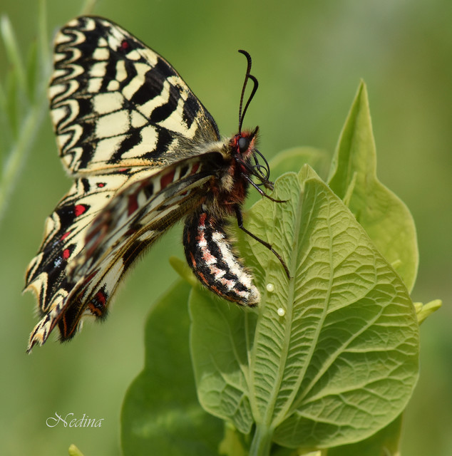 Zerynthia polyxena - farkasalmalepke
