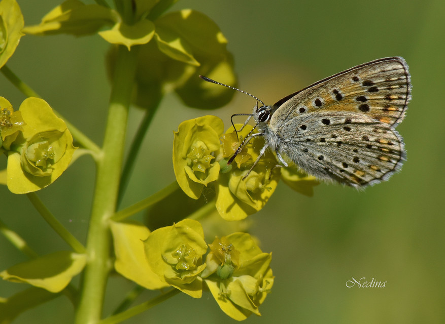 Lycaena tityrus - barna tűzlepke