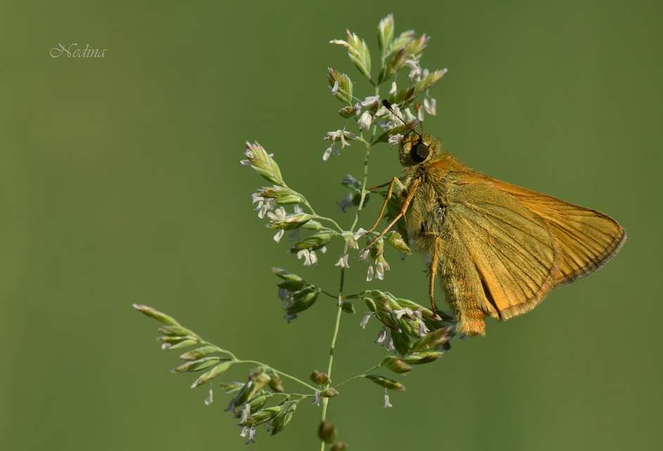 Ochlodes sylvanus - erdei busalepke