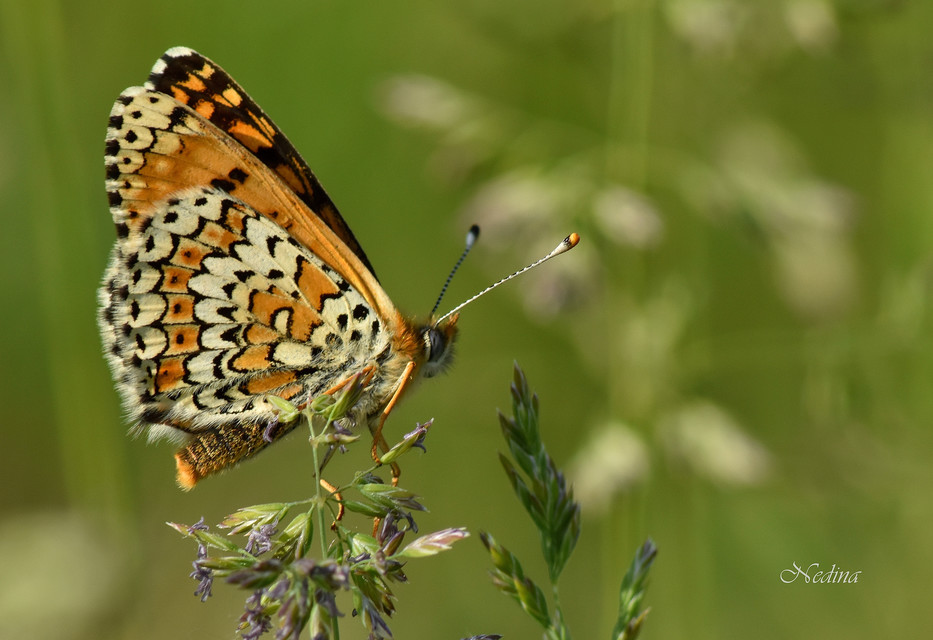 Melitaea cinxia - réti tarkalepke