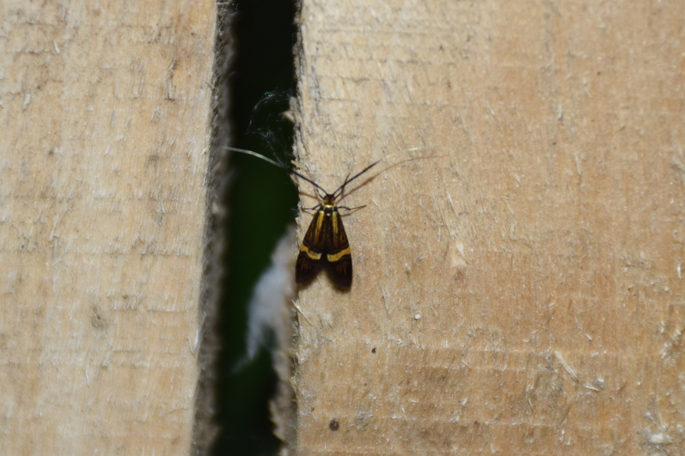 Nemophora degeerella - pompás tőrösmoly