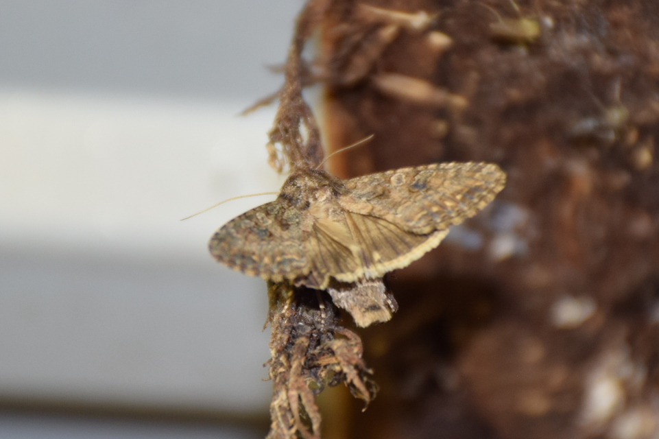 Hadula trifolii - lóherebagoly