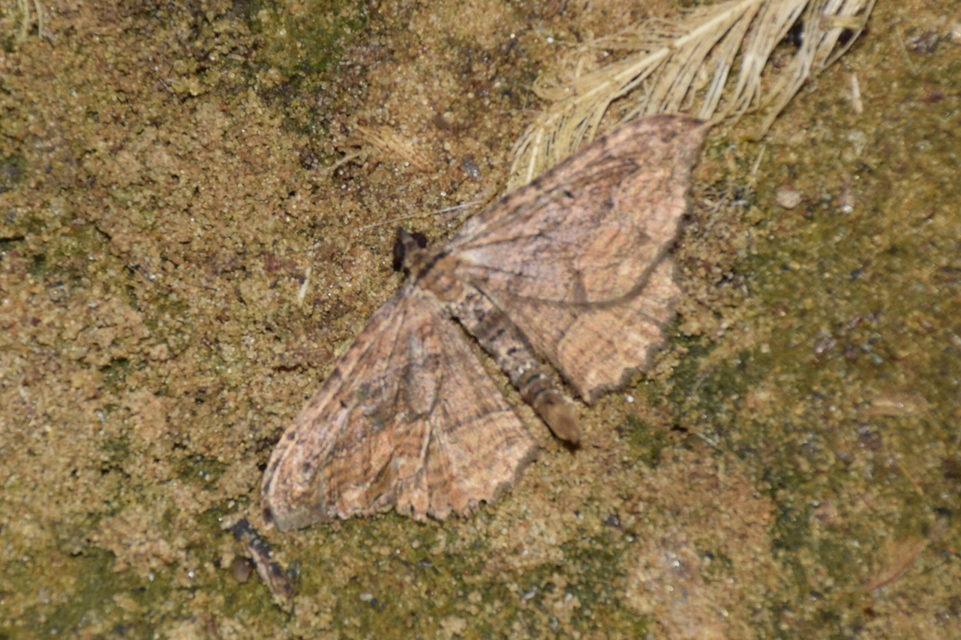 Philereme transversata - varjútövis-araszoló