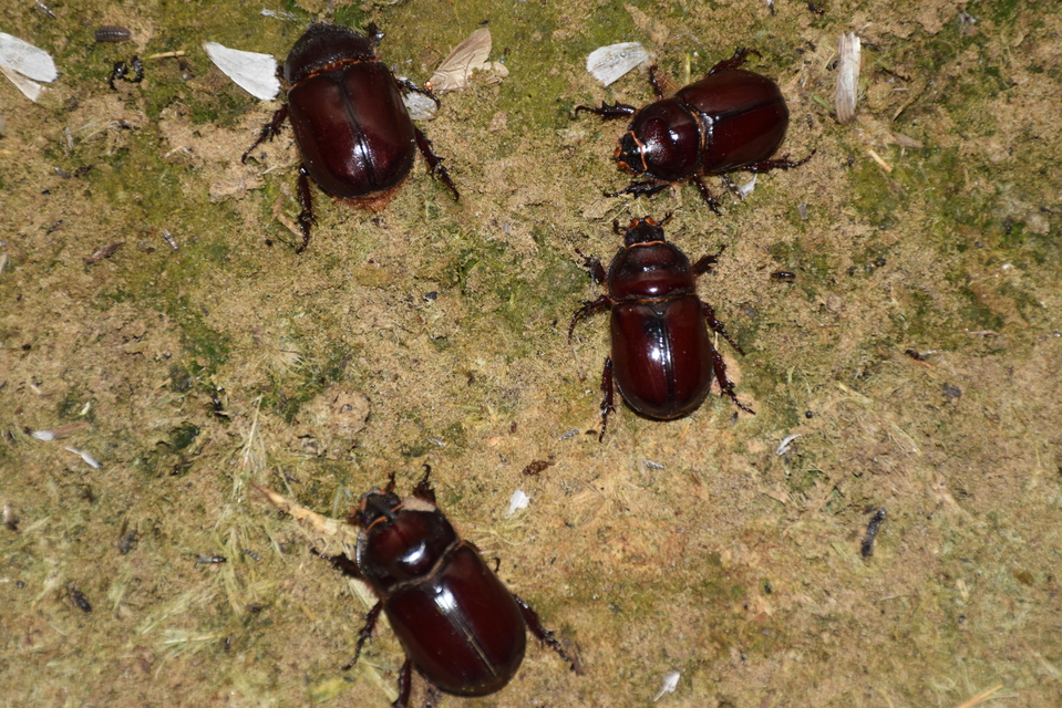 Oryctes nasicornis - orrszarvú bogár