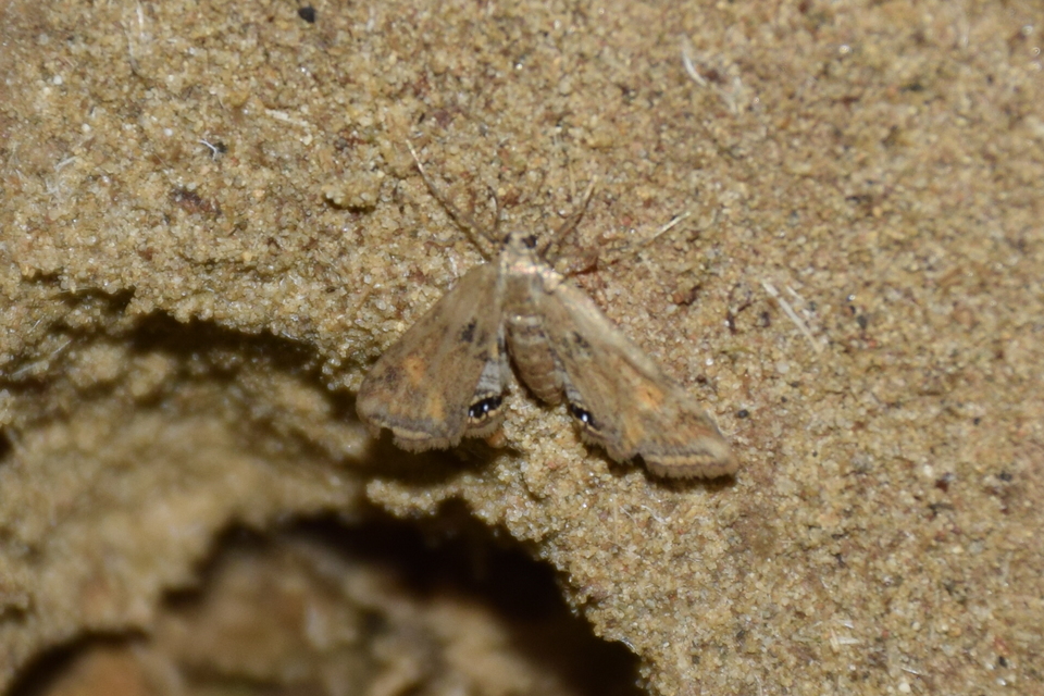 Cataclysta lemnata - békalencsemoly