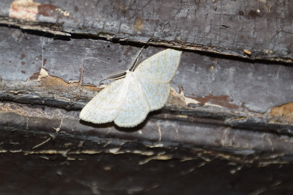 Cabera exanthemata - pettyes égeraraszoló