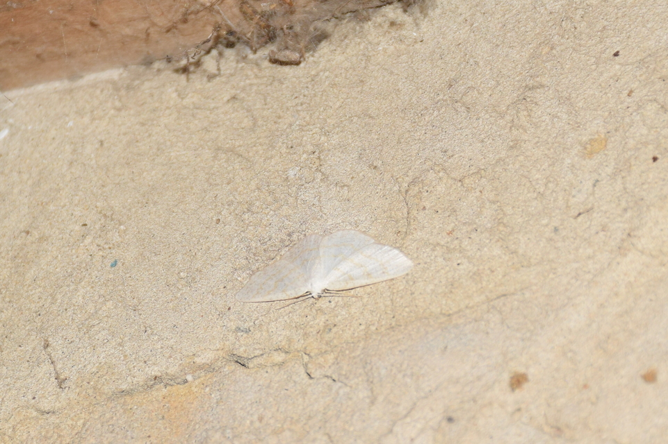 Cabera exanthemata - pettyes égeraraszoló