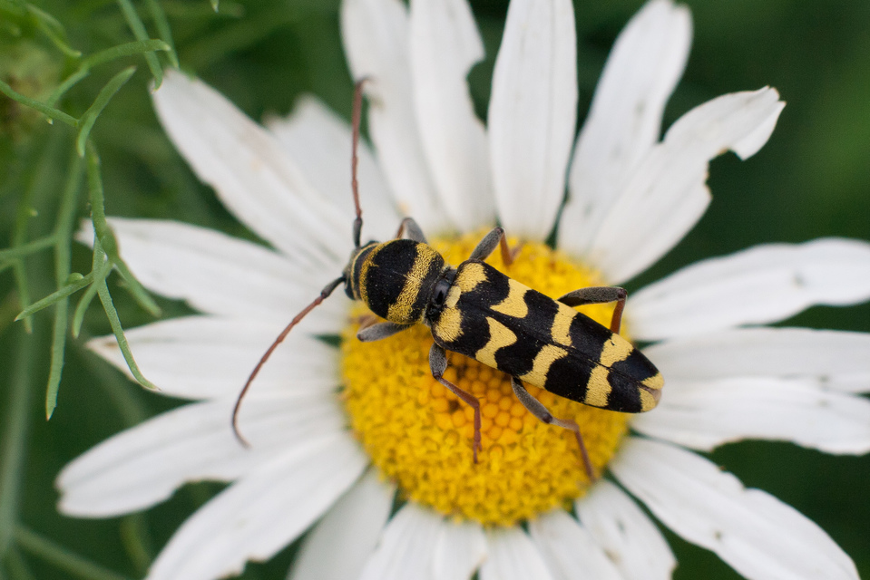 Echinocerus floralis - lucerna-darázscincér