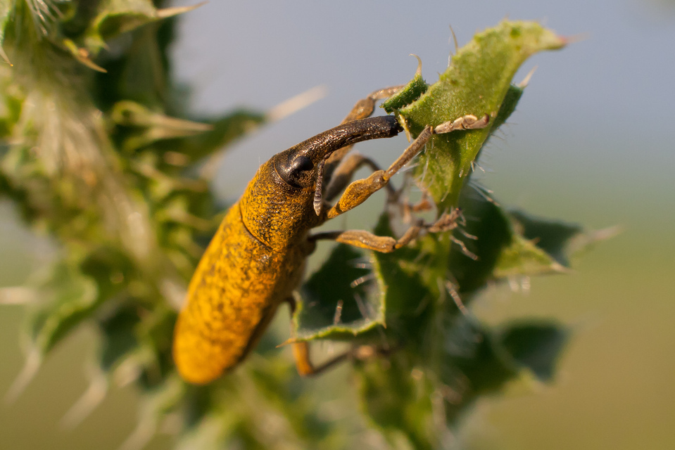 Lixus pulverulentus - mályvafúró dudvabarkó