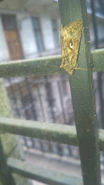 Autographa gamma - gammalepke