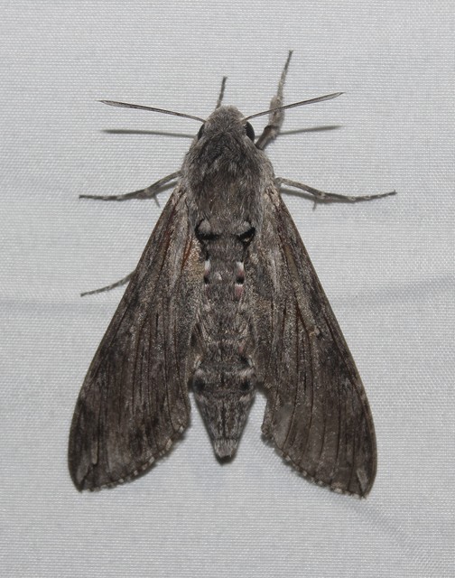 Agrius convolvuli - szulákszender