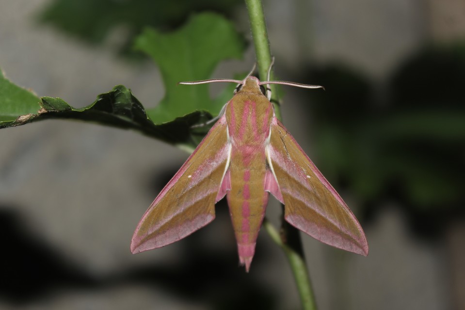 Deilephila elpenor - szőlőszender