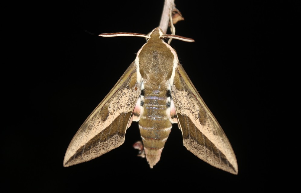 Hyles euphorbiae - kutyatejszender
