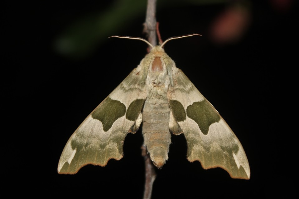 Mimas tiliae - hársfaszender