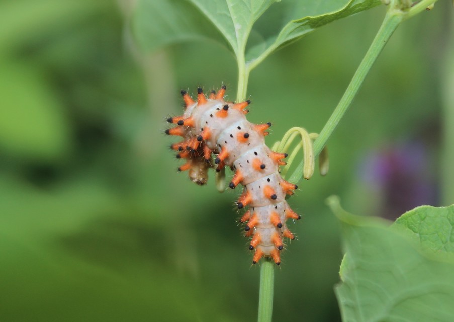 Zerynthia polyxena - farkasalmalepke