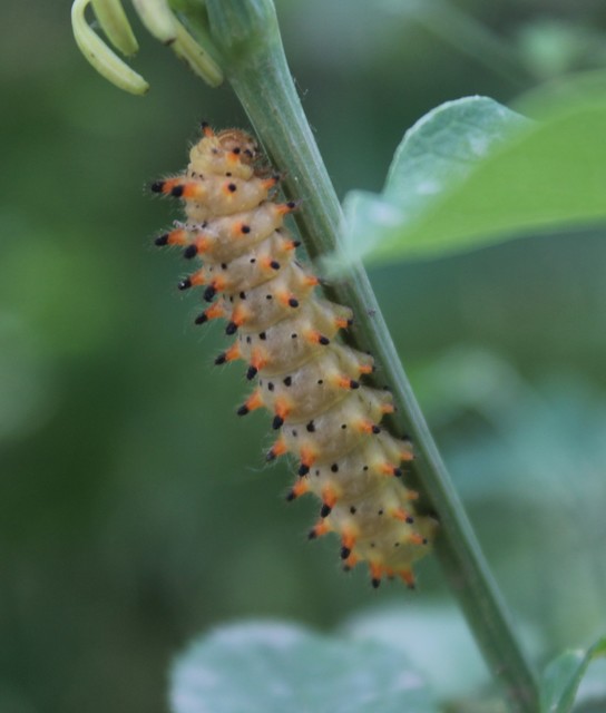 Zerynthia polyxena - farkasalmalepke