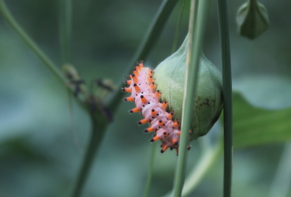 Zerynthia polyxena - farkasalmalepke