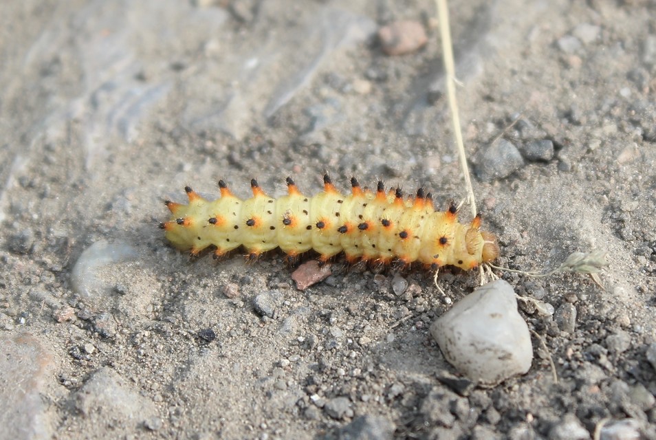 Zerynthia polyxena - farkasalmalepke