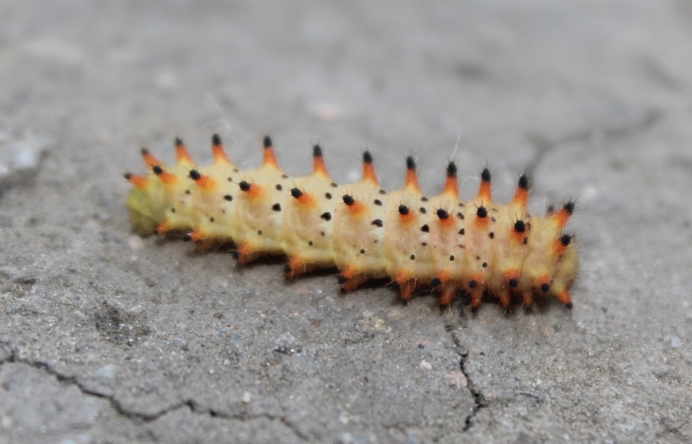 Zerynthia polyxena - farkasalmalepke
