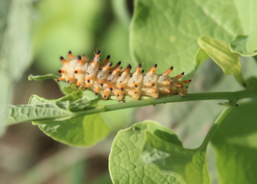 Zerynthia polyxena - farkasalmalepke