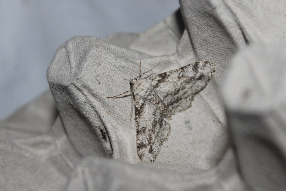 Ascotis selenaria - holdas faaraszoló
