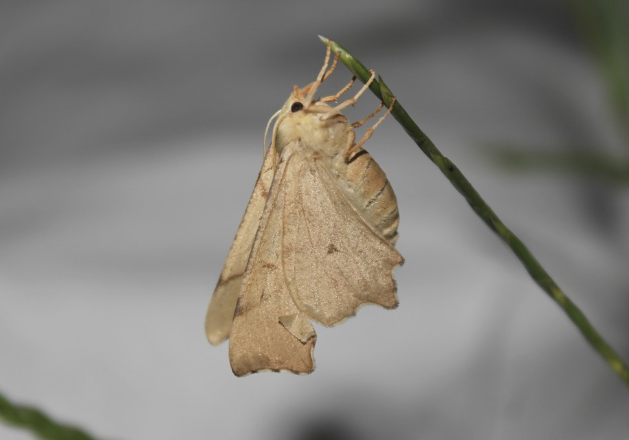 Ennomos erosaria - hársfa-levélaraszoló