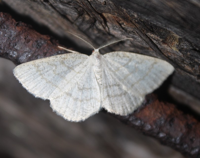 Cabera exanthemata - pettyes égeraraszoló