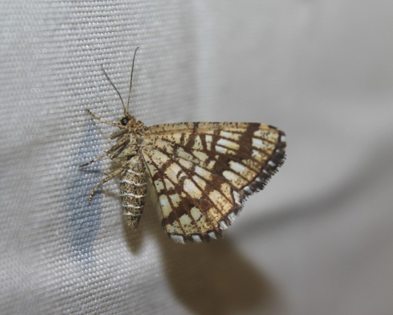 Chiasmia clathrata - rácsos rétiaraszoló