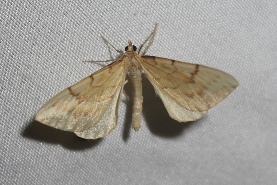 Eulithis pyraliata - sárga galajaraszoló