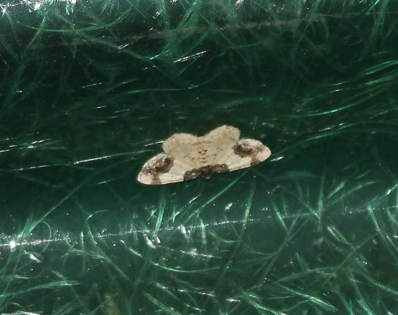 Ligdia adustata - barna levélaraszoló