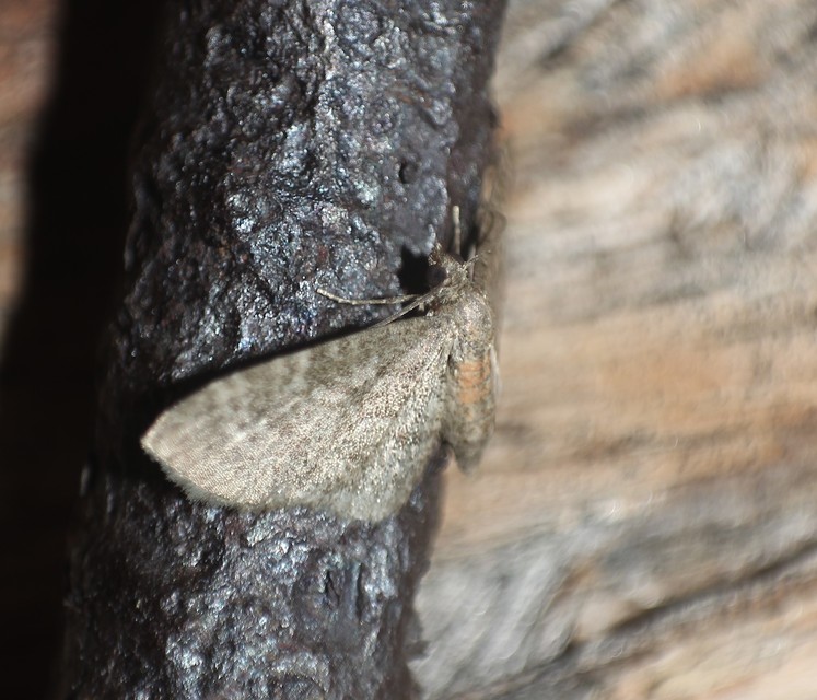 Eupithecia haworthiata - rozsdástestű törpearaszoló